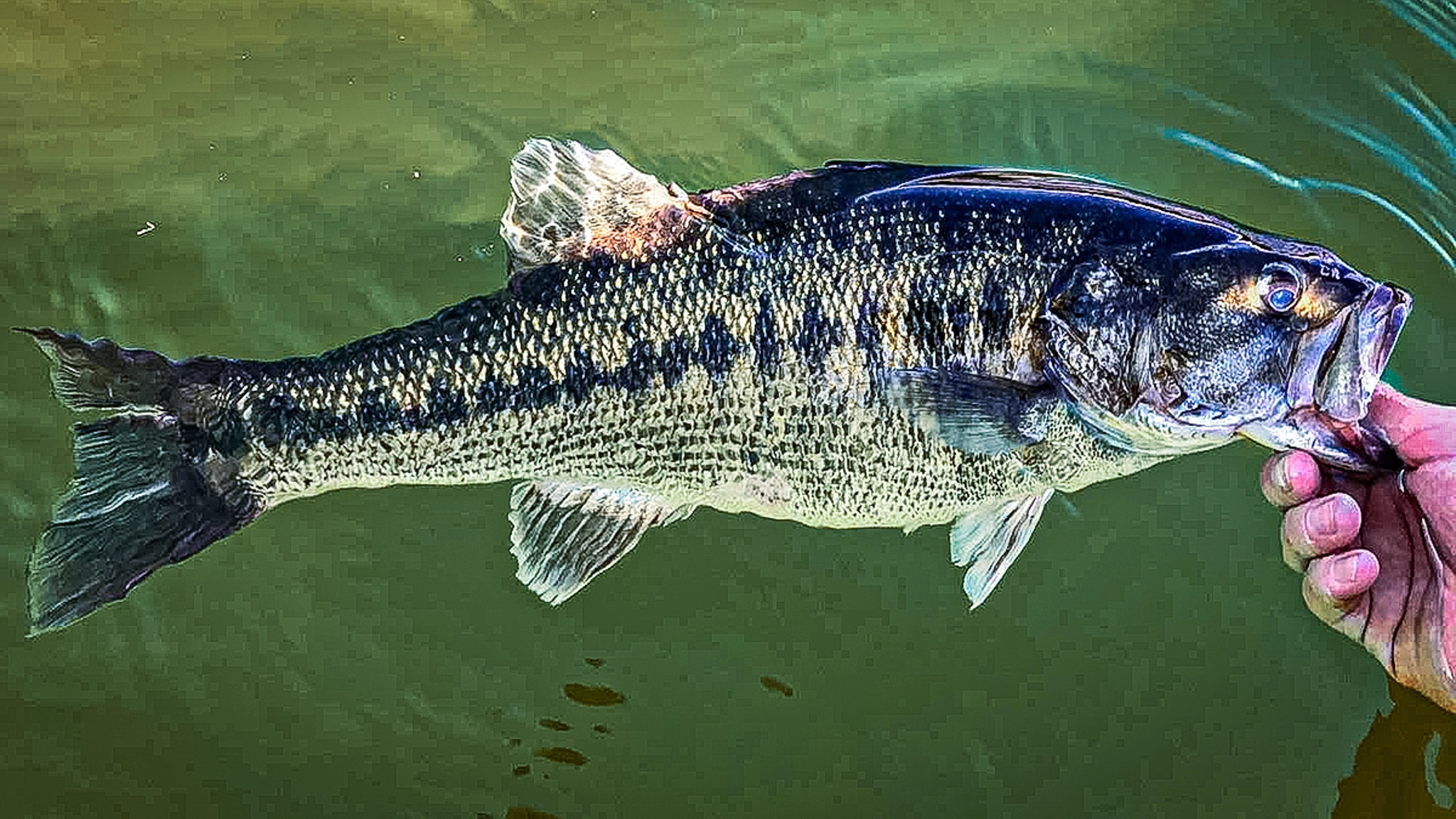 winter bass lures