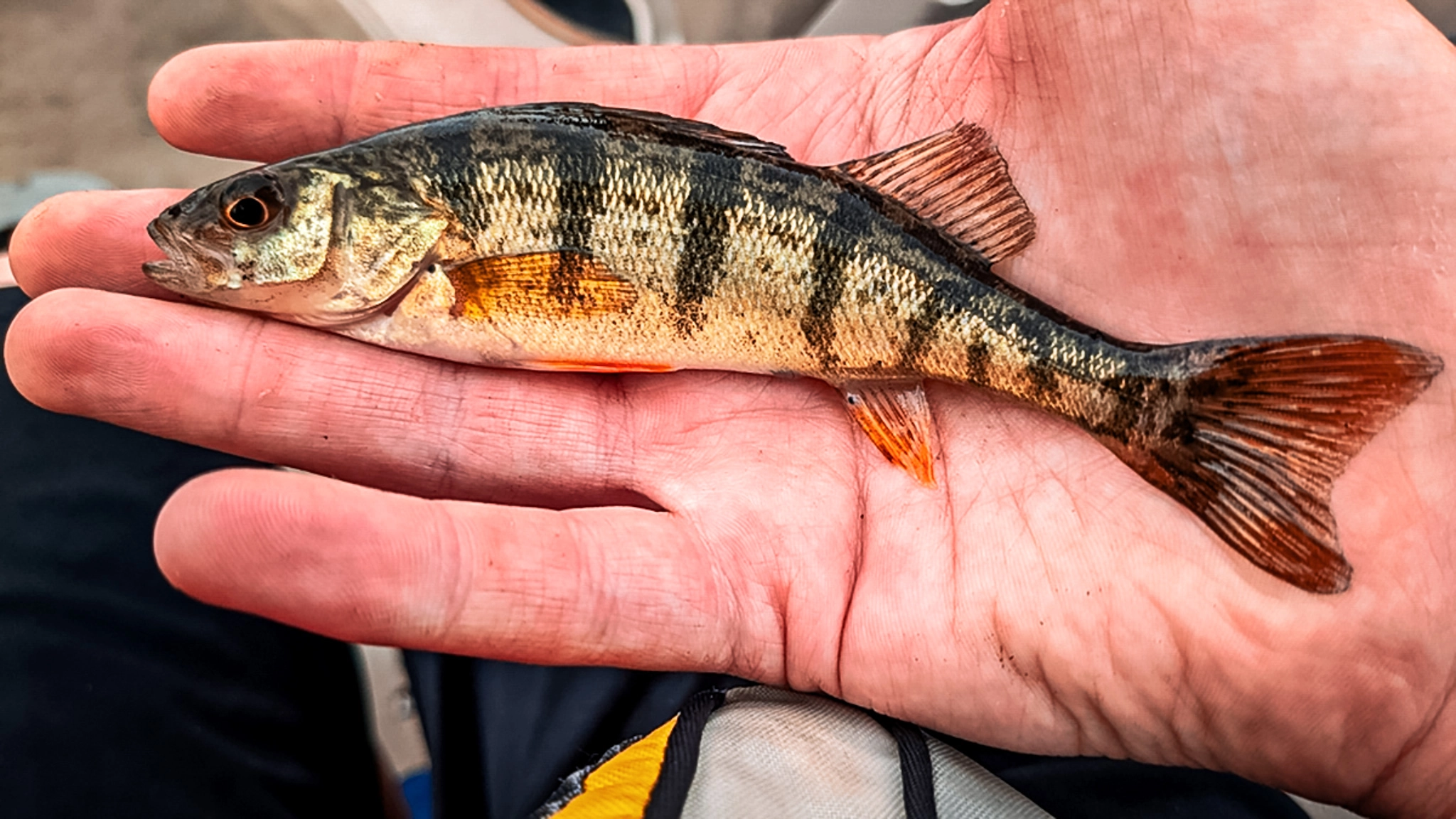 yellow perch