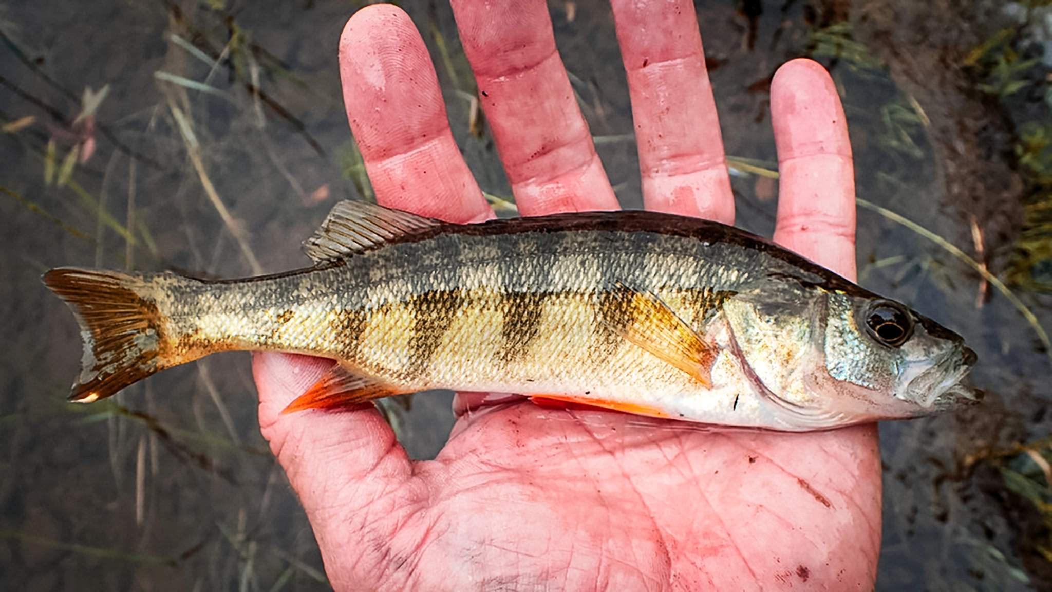 yellow perch