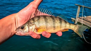 yellow perch