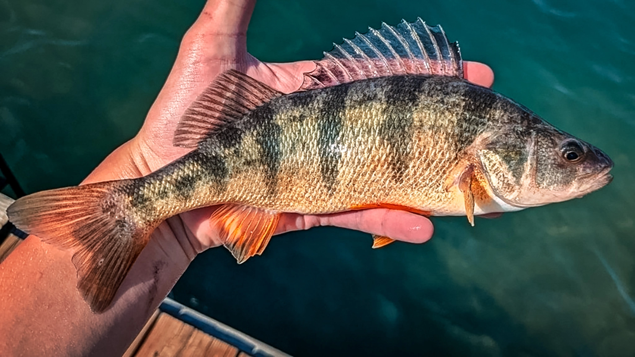 yellow perch