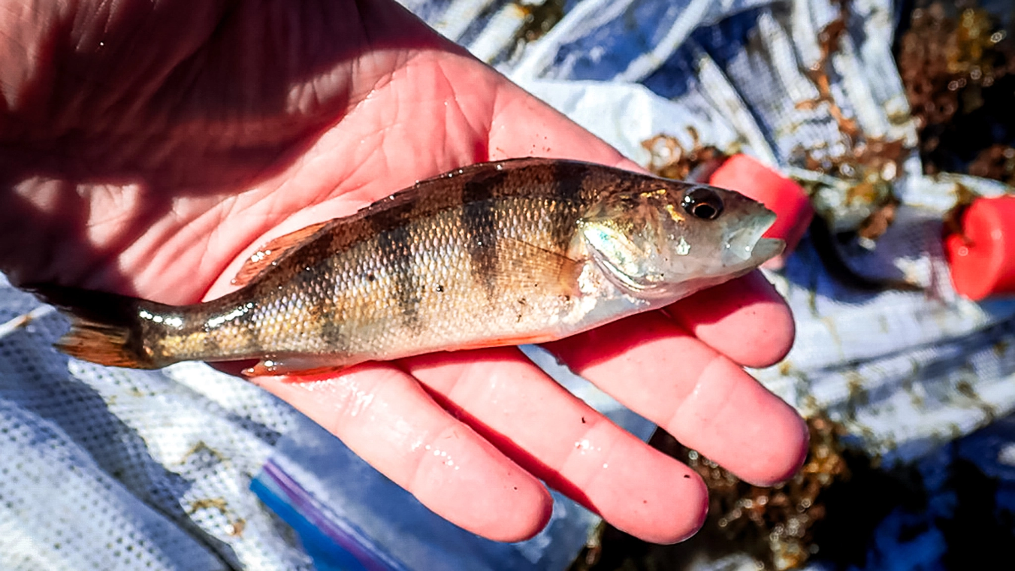 a small fish in hand