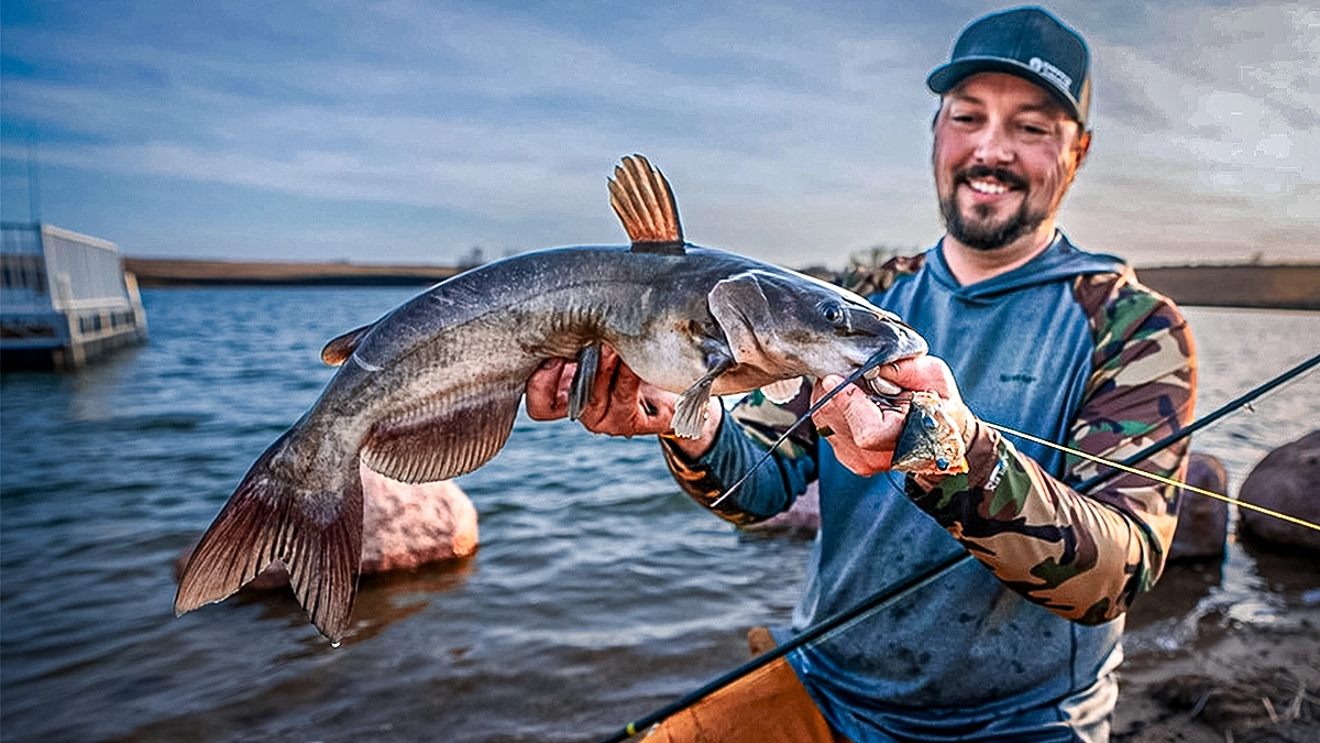 channel catfish