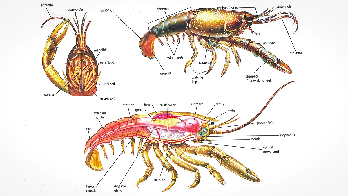 crayfish anatomy