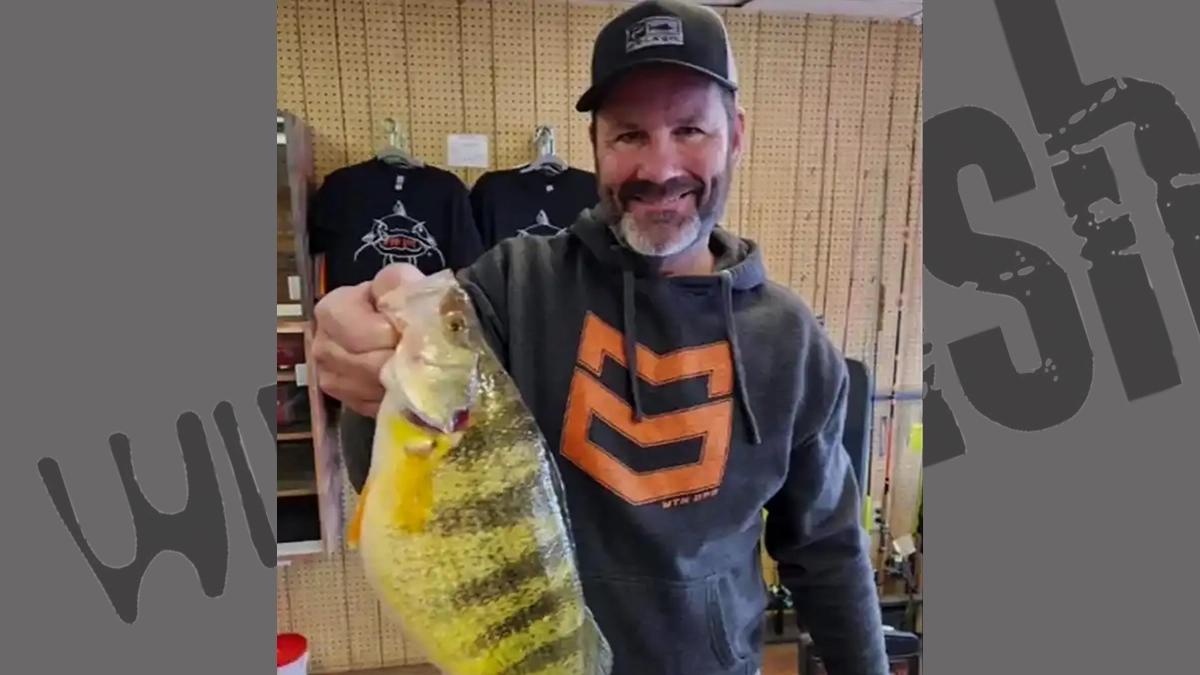 pennsylvania record yellow perch