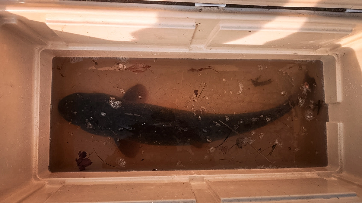 new jersey record bowfin in a cooler livewell