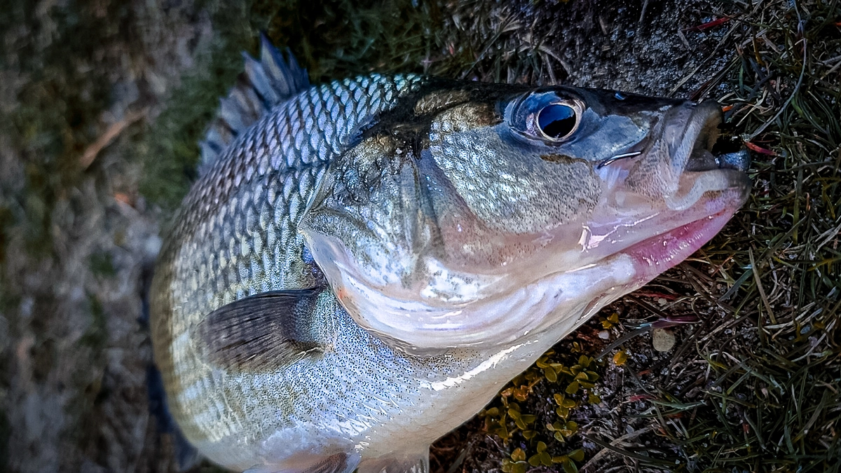 white perch aka silver bass