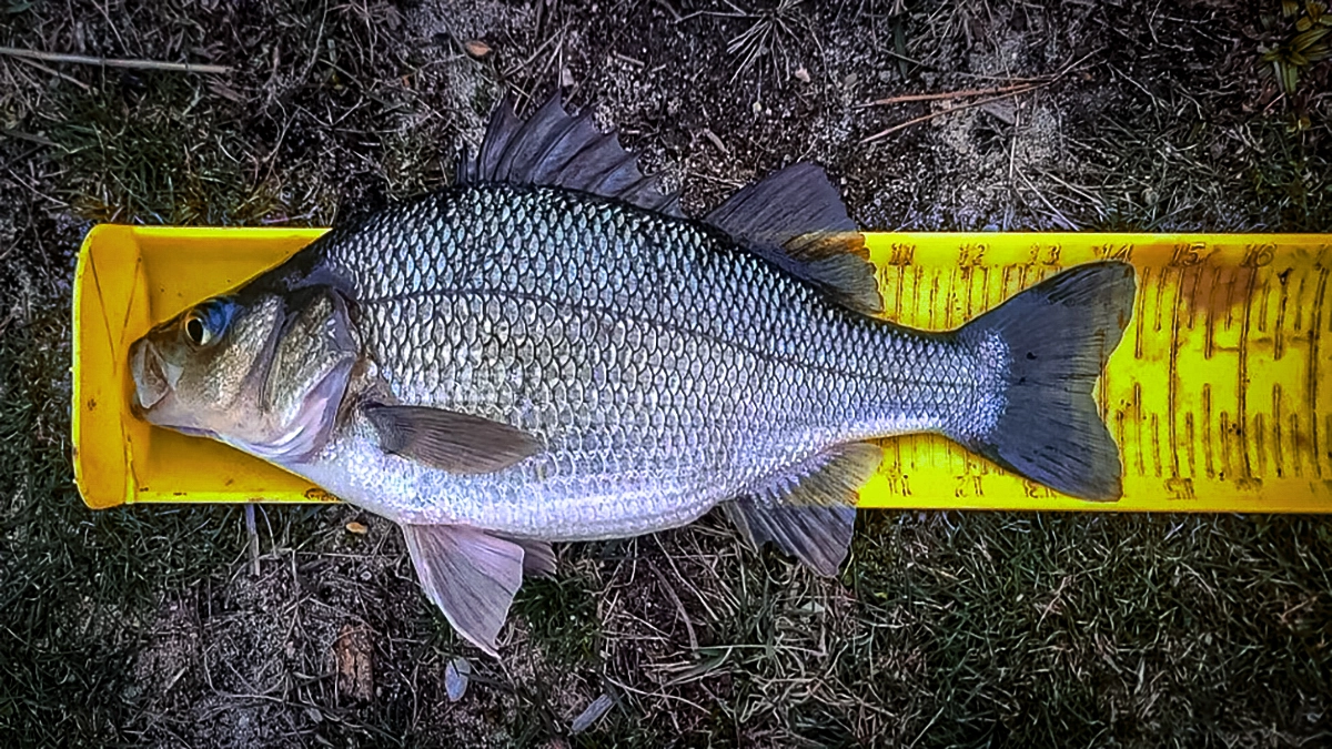 silver bass being measured