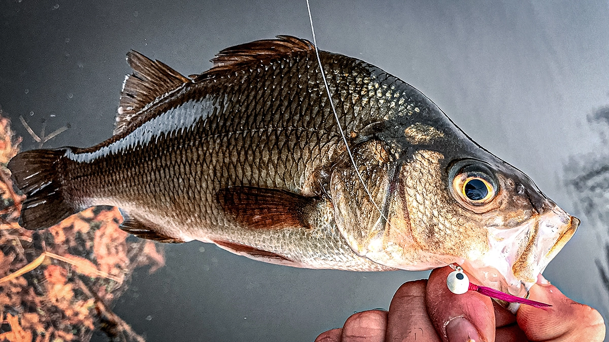 white perch aka silver bass on the hook