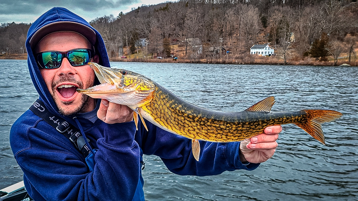 chain pickerel