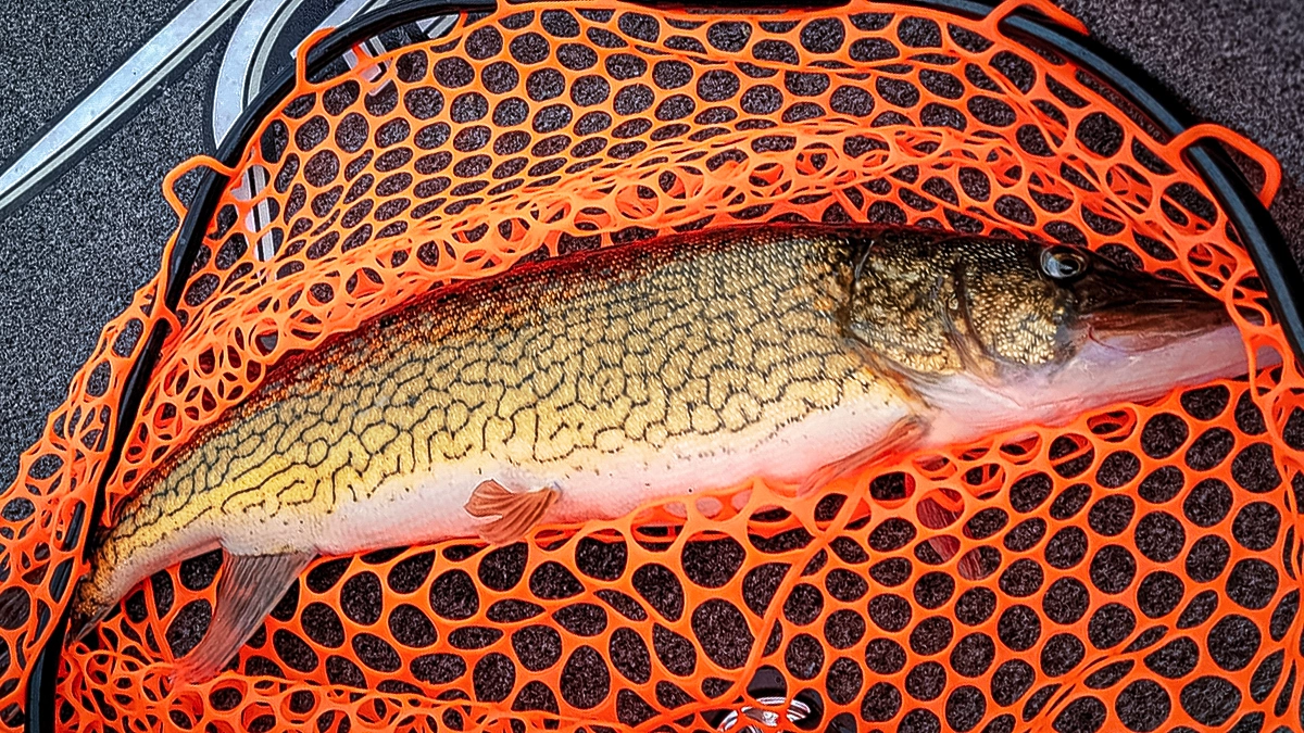 chain pickerel in a net