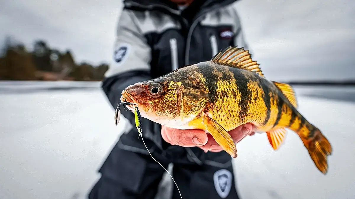 yellow perch caught through the ice