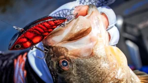 red lipless crankbait hooked in a bass