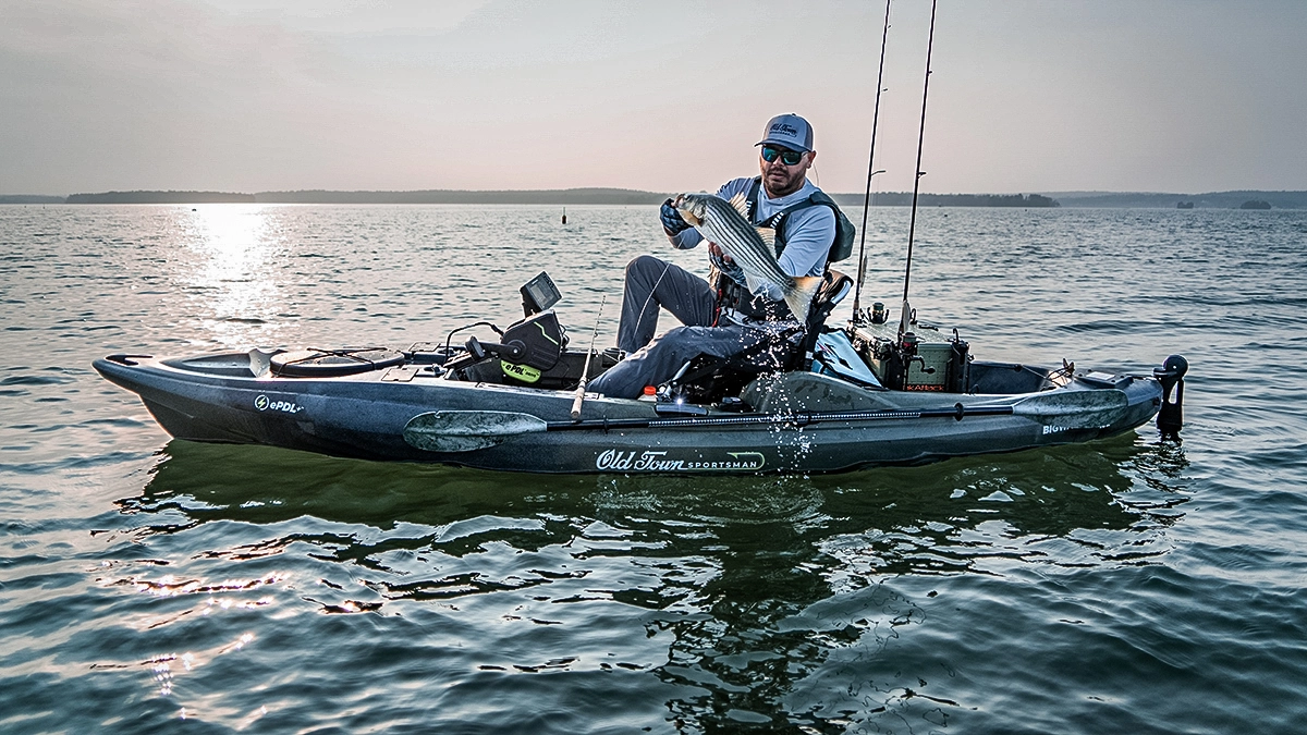 angler in old town sportsman kayak with striped bass