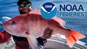 Feds May Close Bottomfishing for Red Snapper in Florida