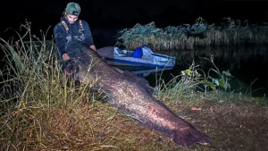 8 Foot Long Catfish to Take UK Record!