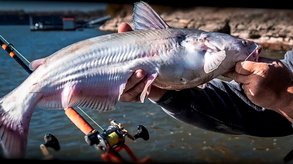 winter catfish