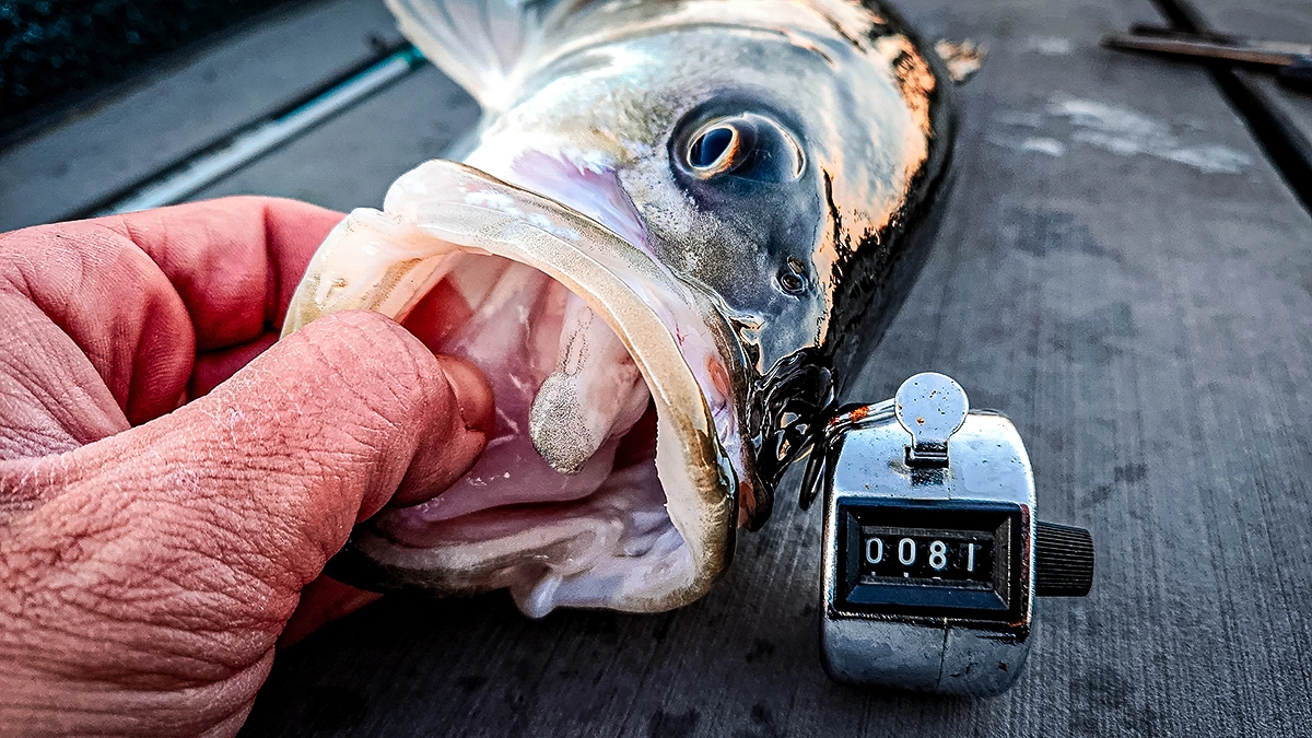 striped bass mouth