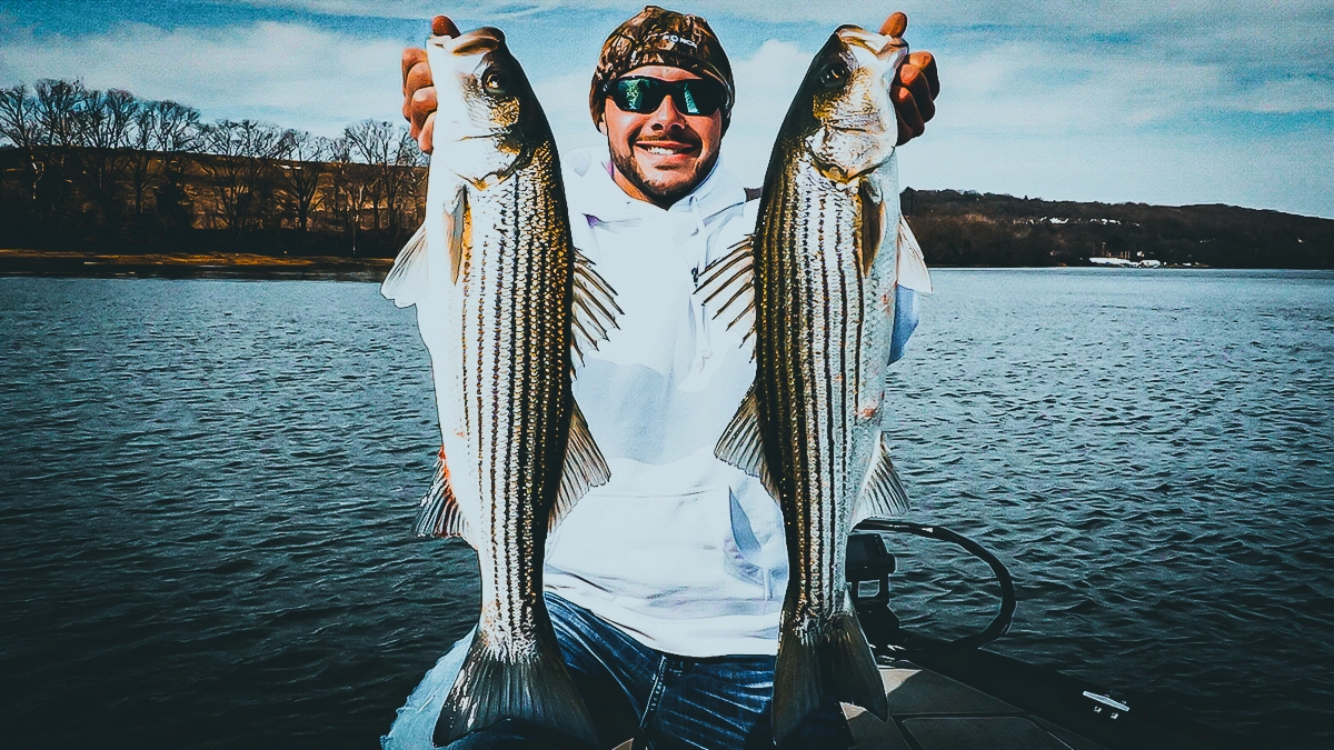 man holding up two holdover striped bass in a boat