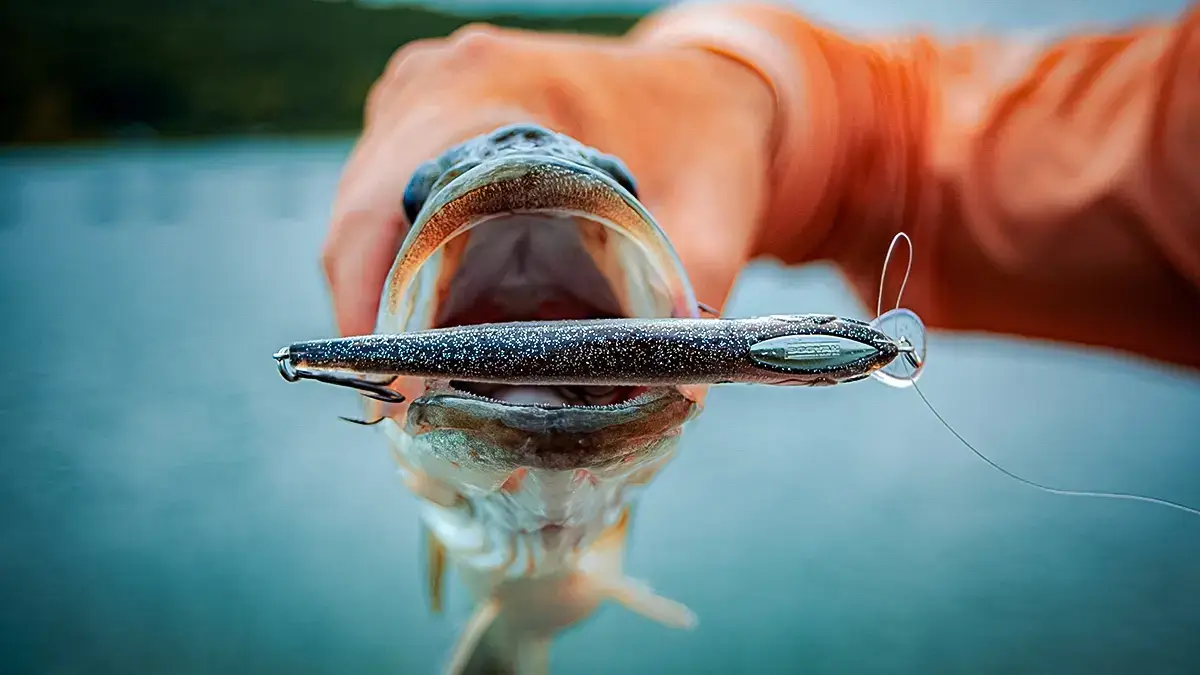 fish caught on jerkbait