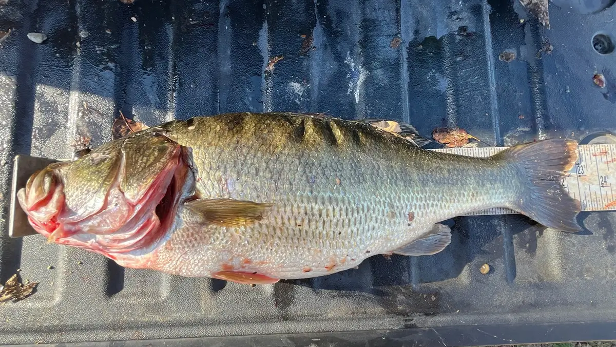 large bass speared illegally