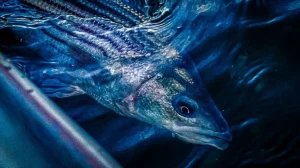 striped bass swimming next to boat