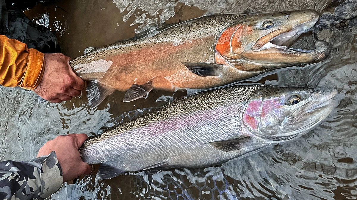 Trout Rigs