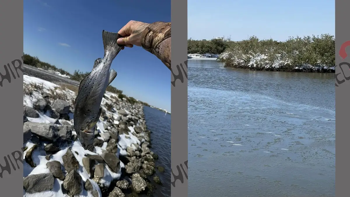 https://www.reddit.com/r/Fishing/comments/1i85tiv/fish_kill_happening_due_to_extreme_cold_water/