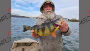 Biggest Perch in 46 Years Sets Maryland Record!