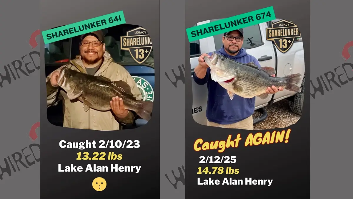 ShareLunker Caught Twice