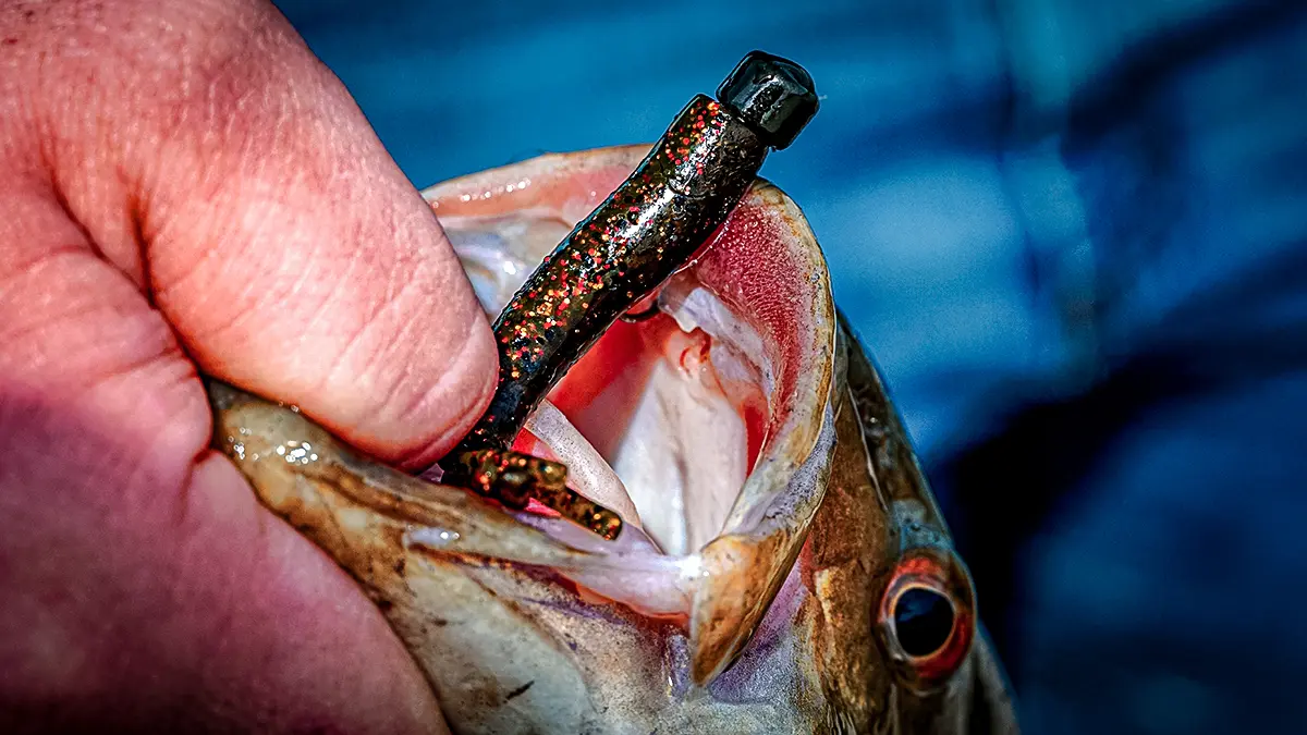 spring bass fishing man holding up a largemouth bass with lure in mouth