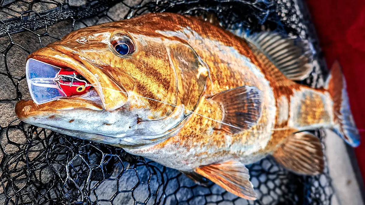 largemouth in a net