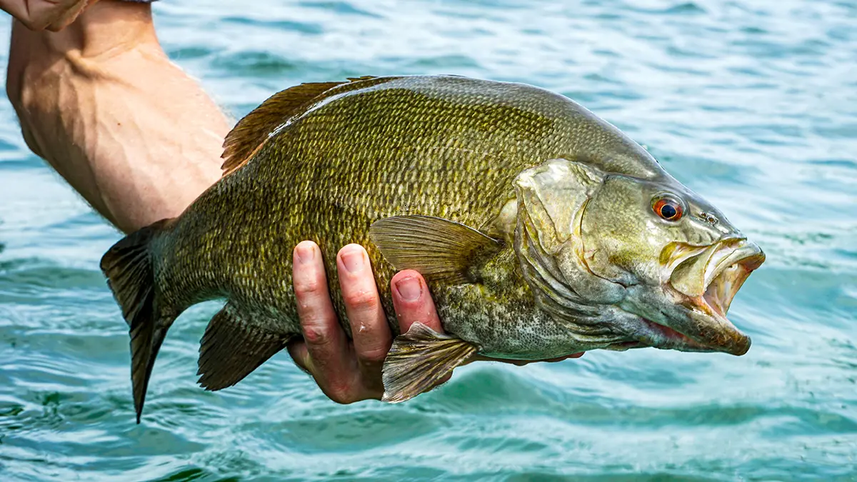 spring bass fishing man holding up a largemouth bass