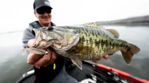 swimbait-spotted-bass