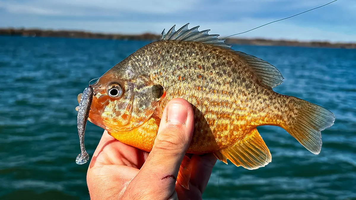 a small panfish in hand witha. lure