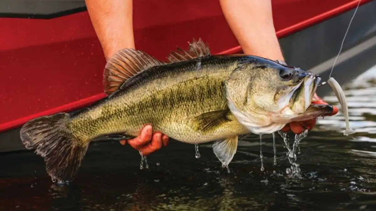 bass caught on BioBait