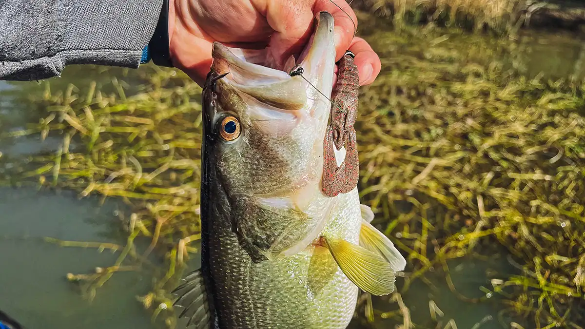Berkeley PowerBait MaxScent Stank Bug and a nice bass