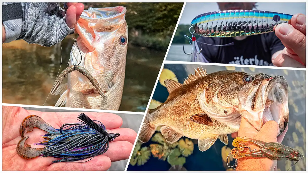bass and baits