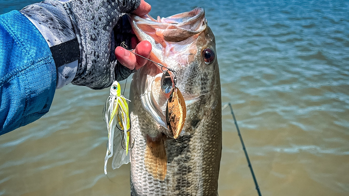 a bass caught on a spinnerbait