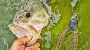 a bass in the water being lipped next to a frog lure
