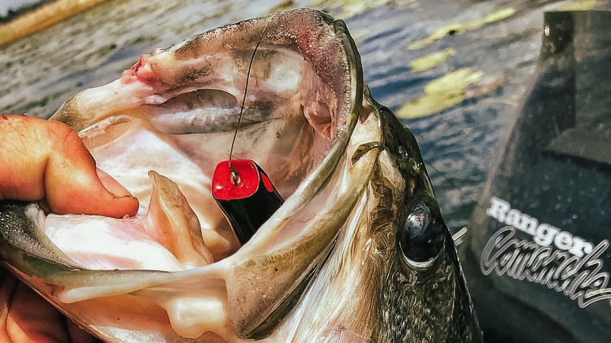 a bass on a frog lure