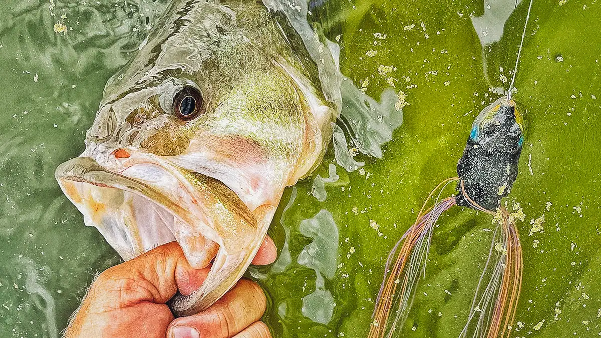 a bass in the water being lipped next to a frog lure