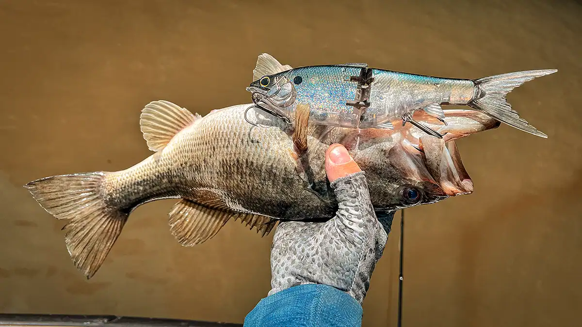 a bass and a glidebait