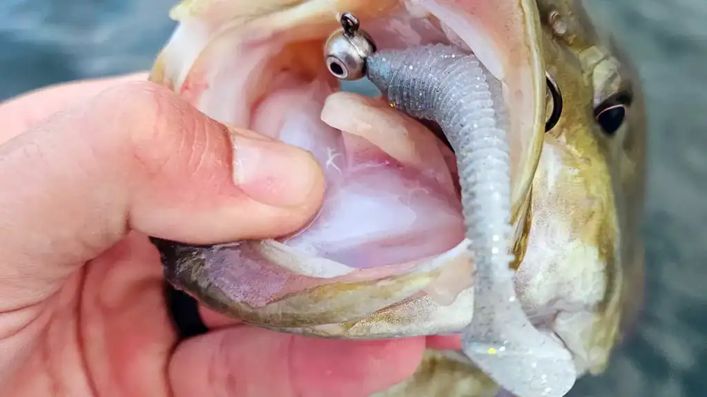 smallmouth caught on on a swimbait