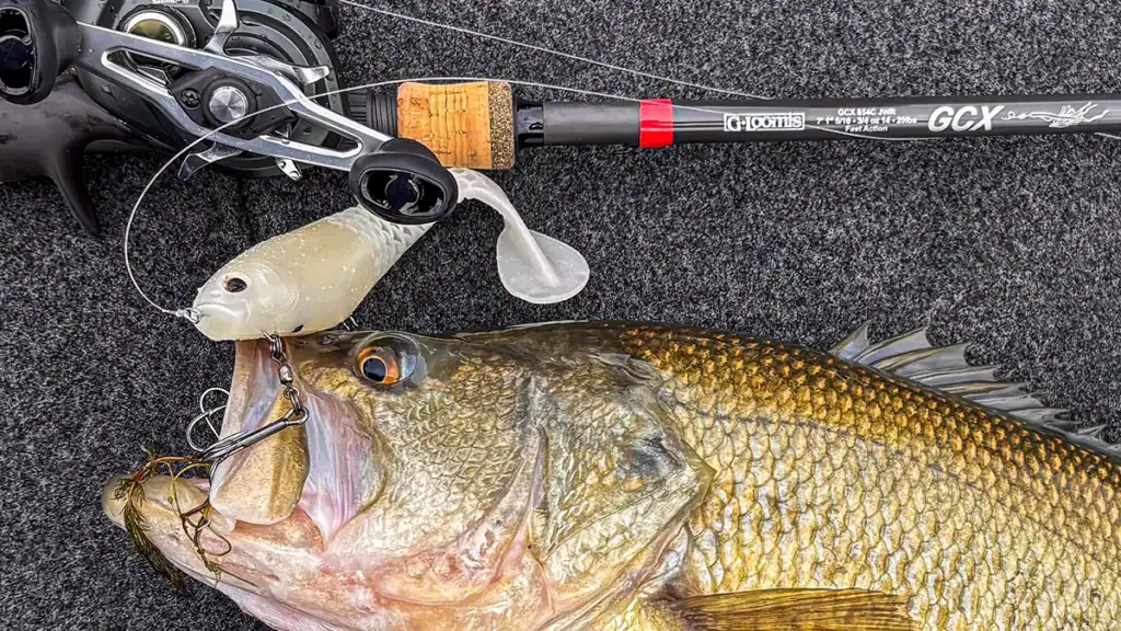 Largemouth bass caught on Berkley Cull Shad swimbait