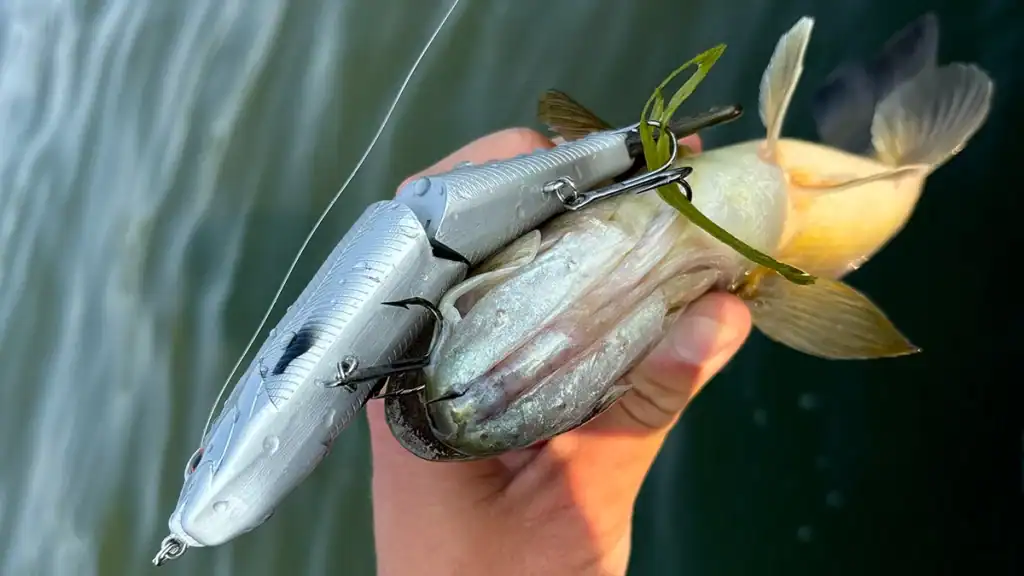 Bass caught on a big bait
