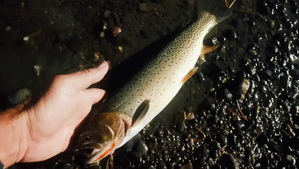 Cutthroat trout