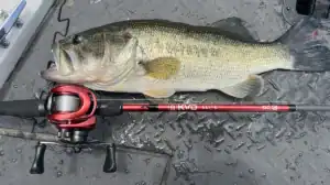 Lews KVD Elite Casting Rod