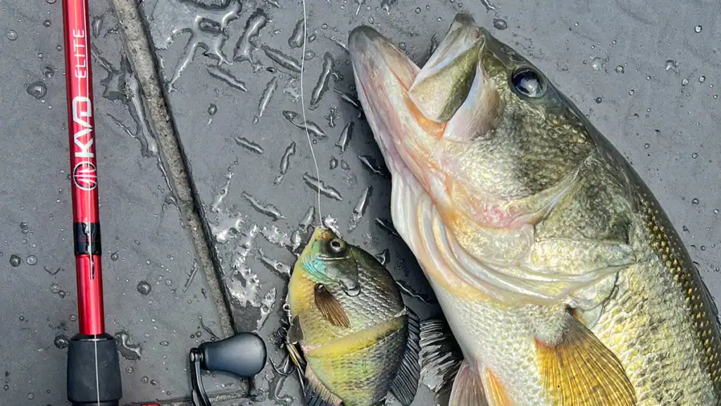 Lews KVD rod and Savage Gear Bluegill