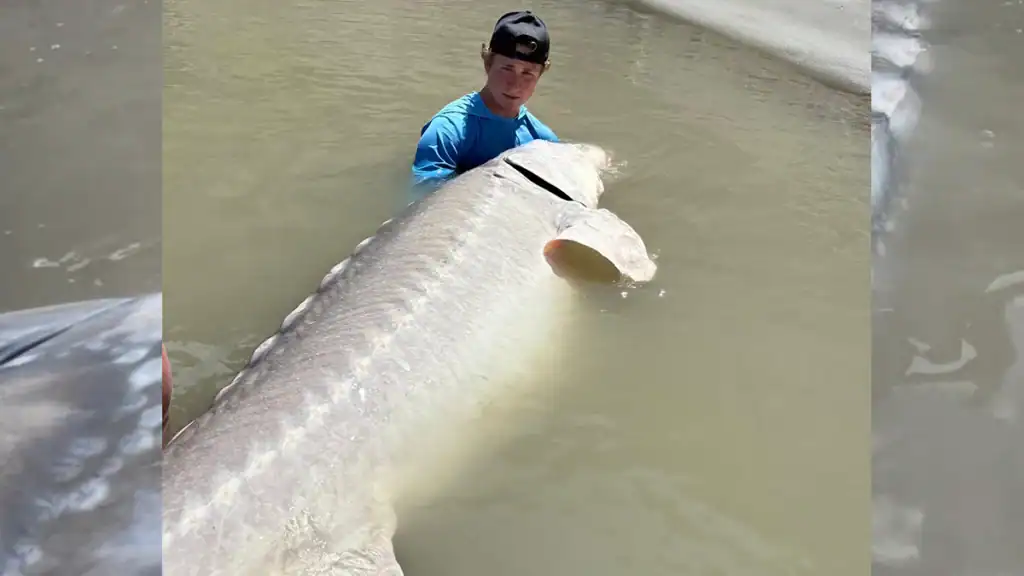 angler with giant sturgeon